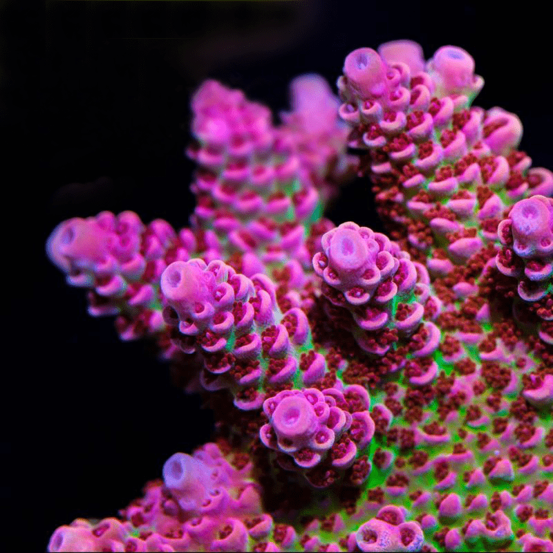 TSA Princess Peach Acropora Coral
