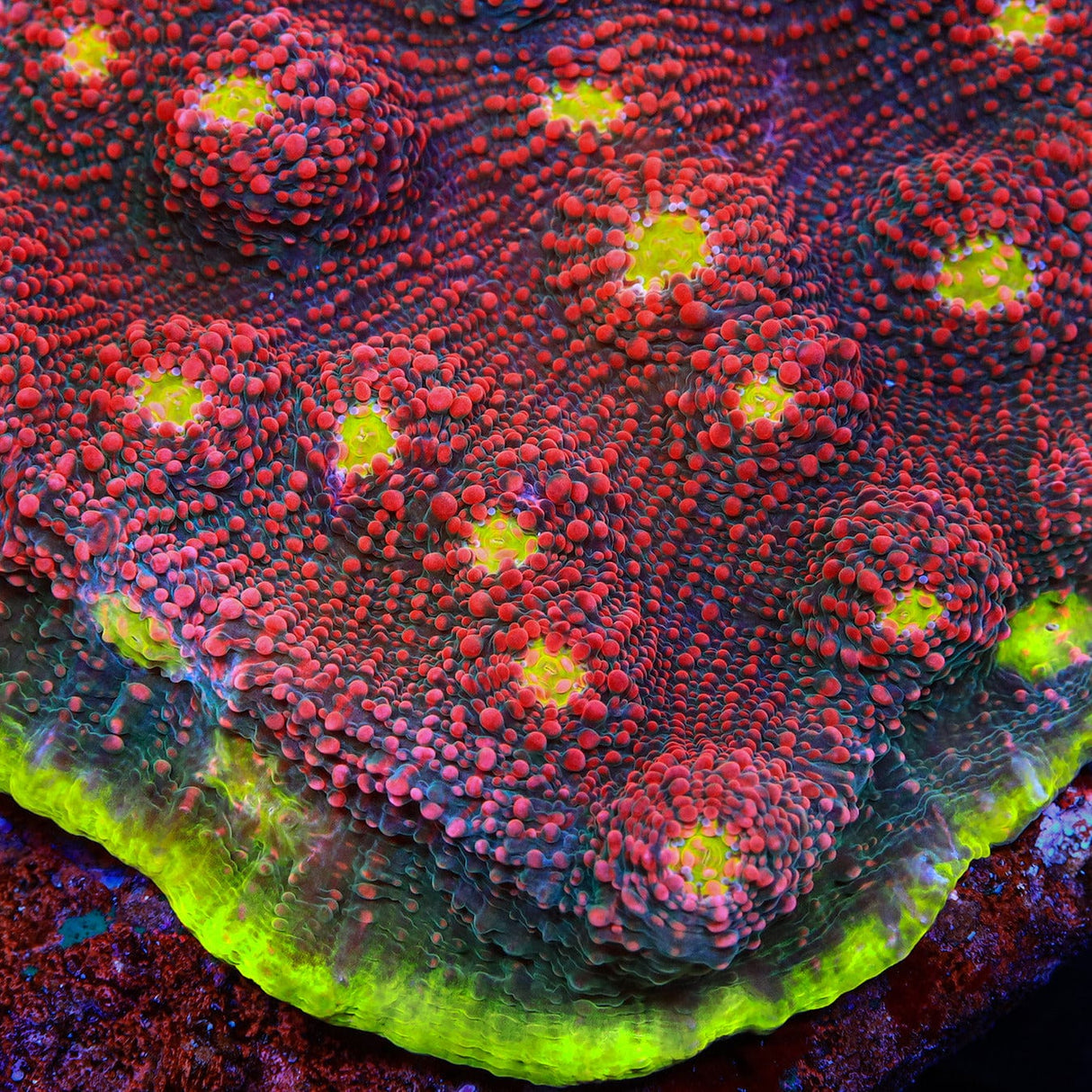 TSA Psychedelic Watermelon Chalice Coral