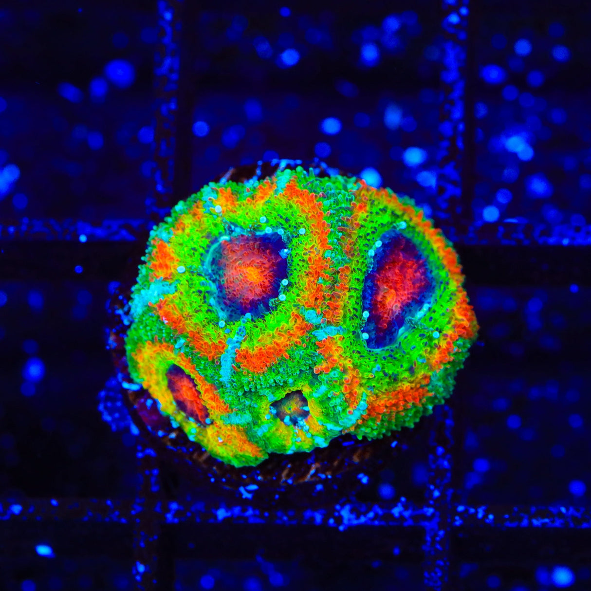 TSA Psycho Troll Micromussa Acan Coral