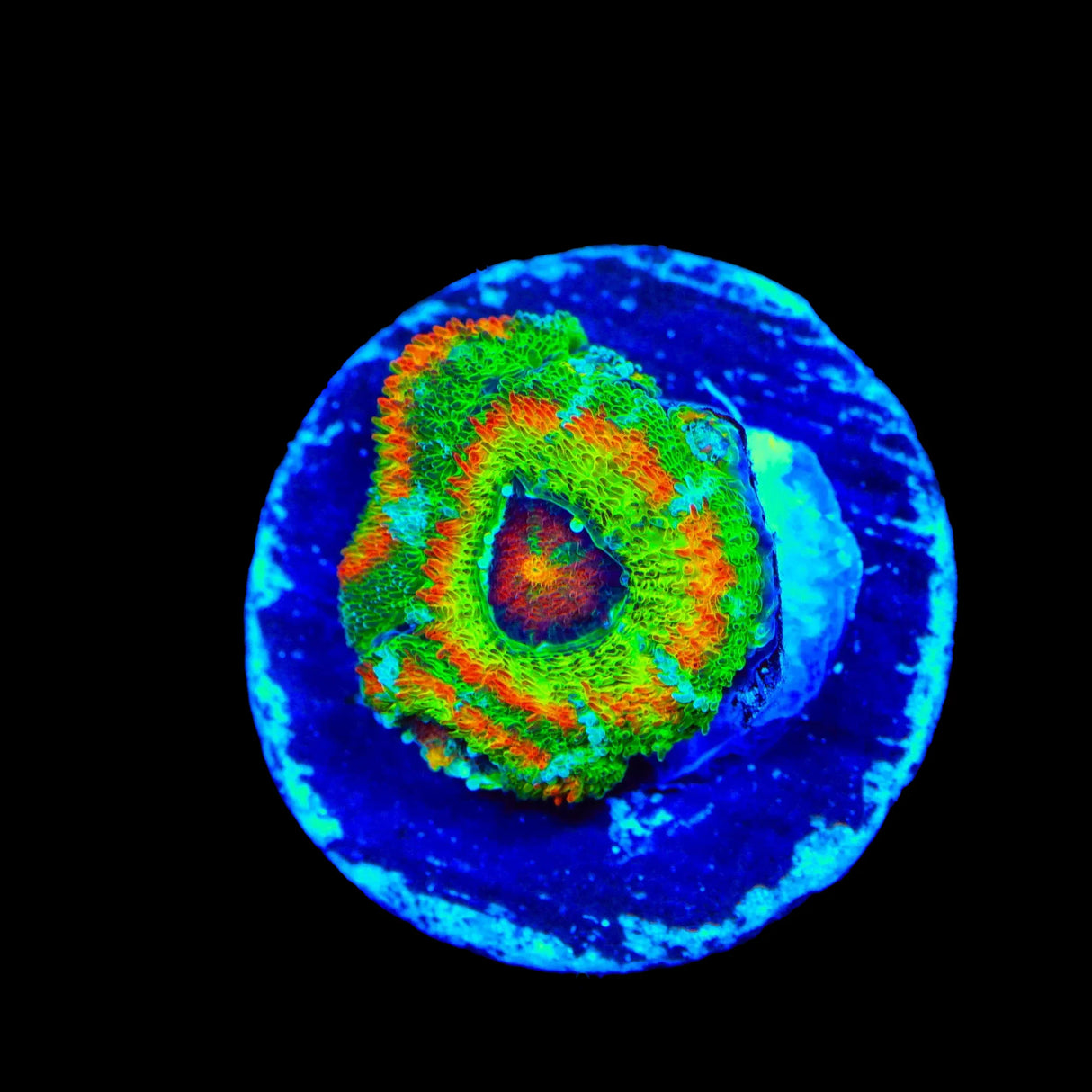 TSA Psycho Troll Micromussa Acan Coral