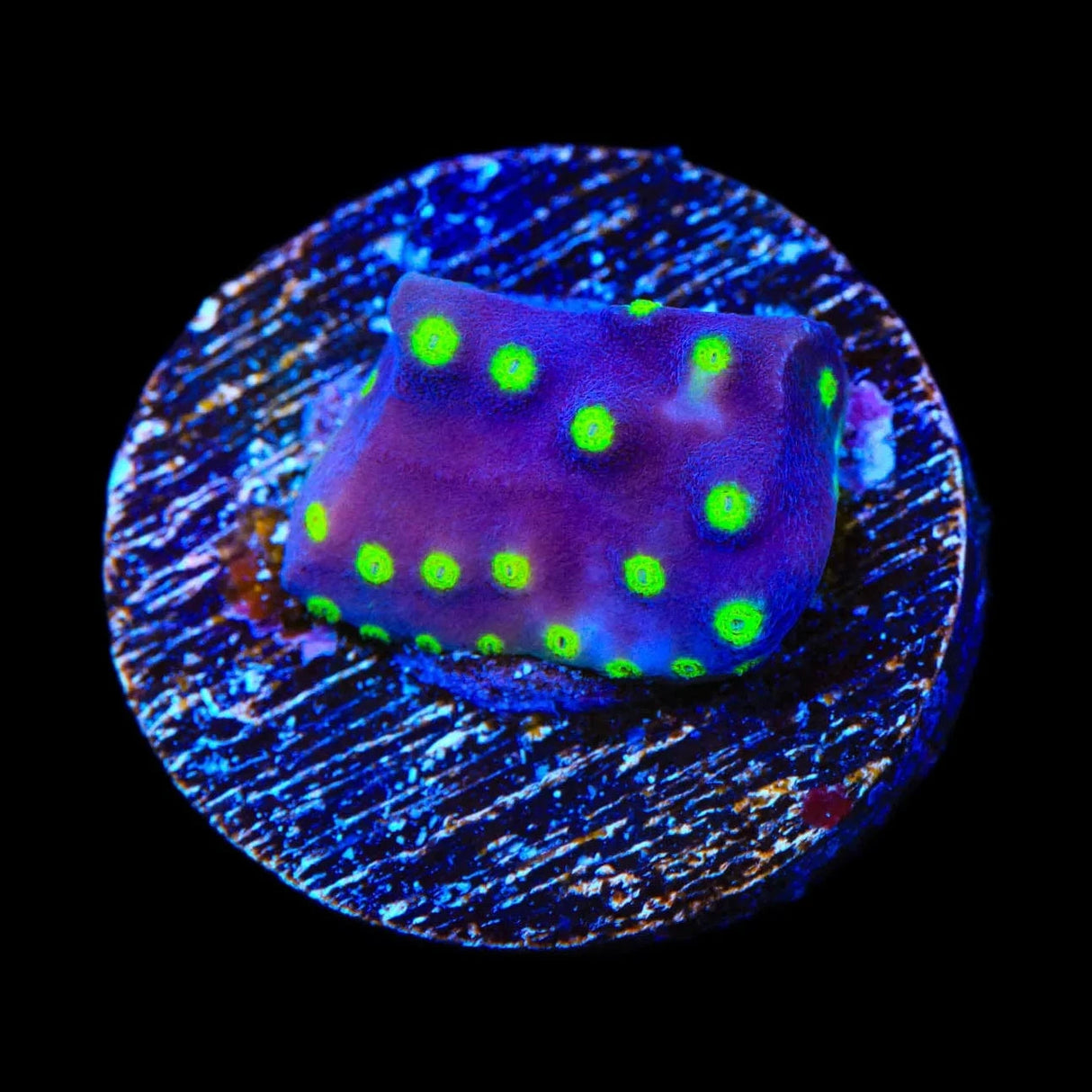 TSA Purple Dinosaur Scroll Coral