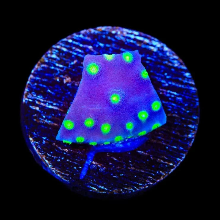 TSA Purple Dinosaur Scroll Coral