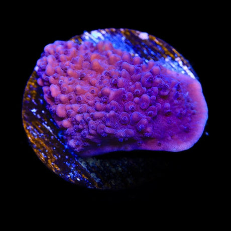 TSA Purple Montipora Cap Coral