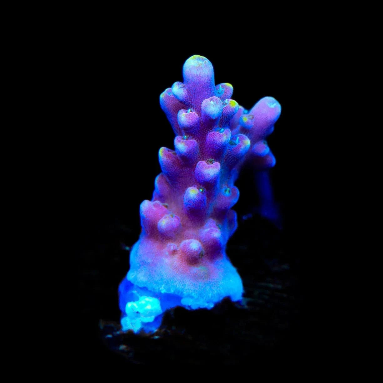 TSA Purple Rain Acropora Coral