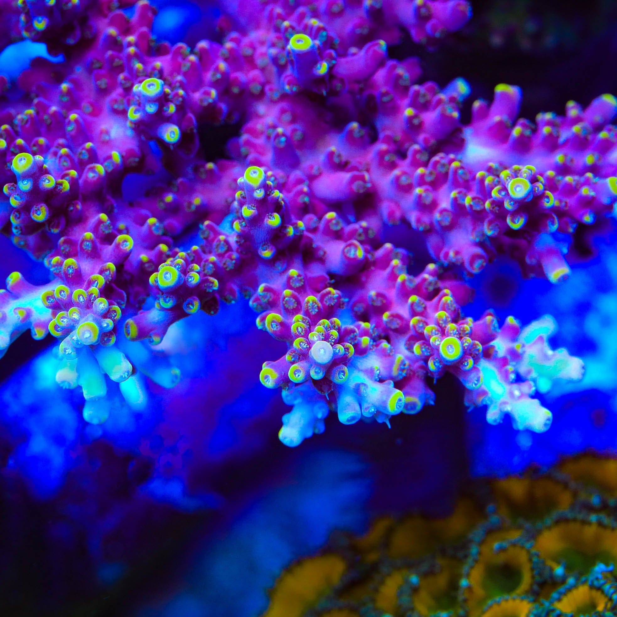sorap-(3ポット） TSA Purple Rain Acropora Coral – Top Shelf Aquatics