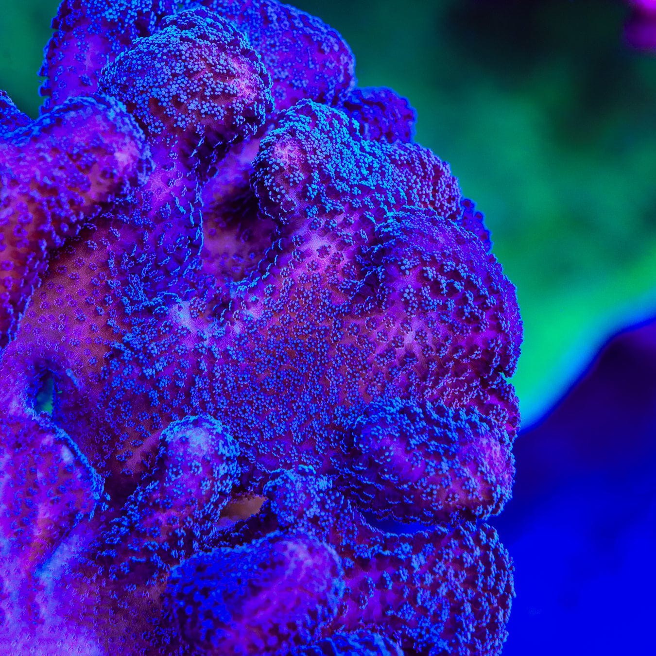 TSA Purple Stylophora Coral