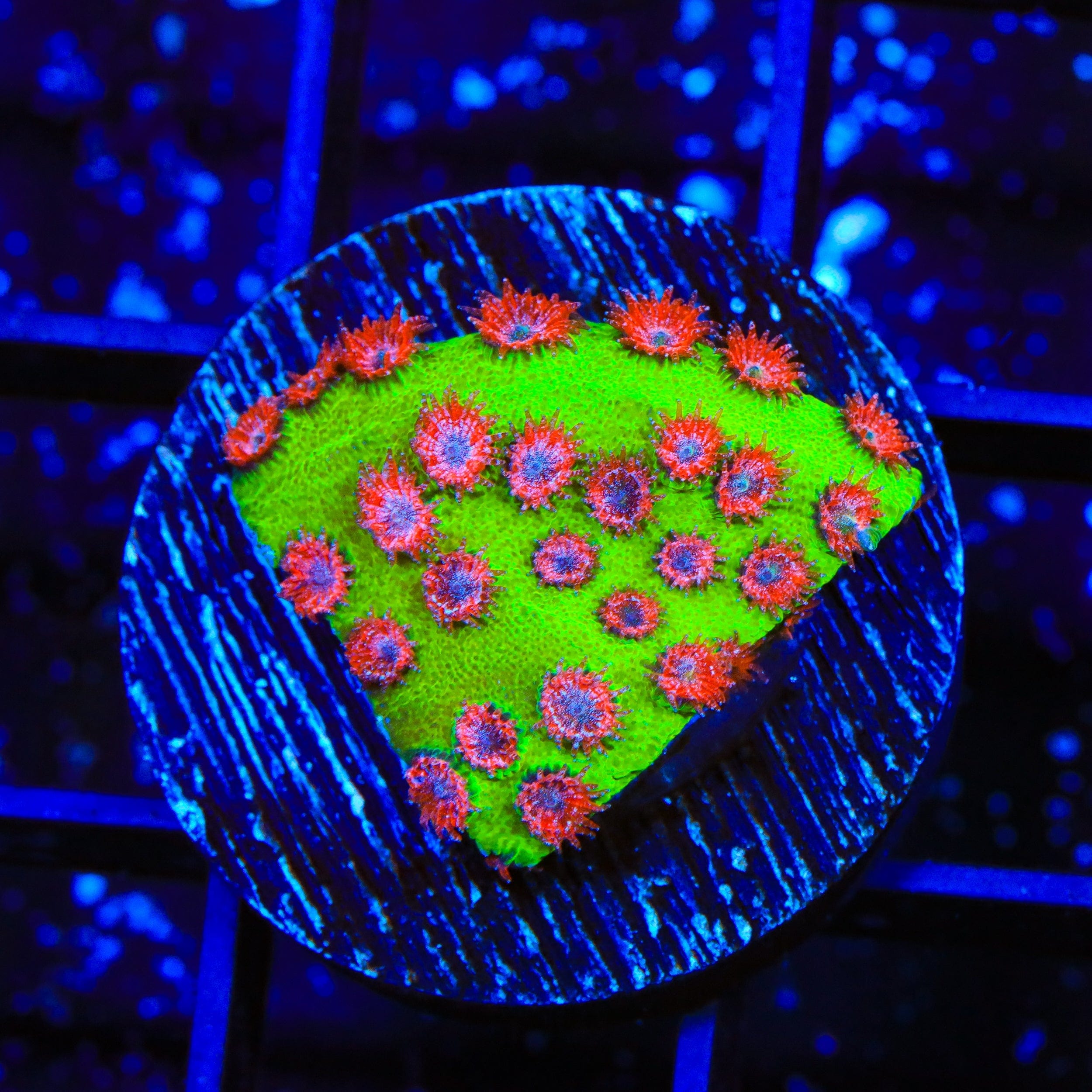 TSA Radioactive Cyphastrea Coral