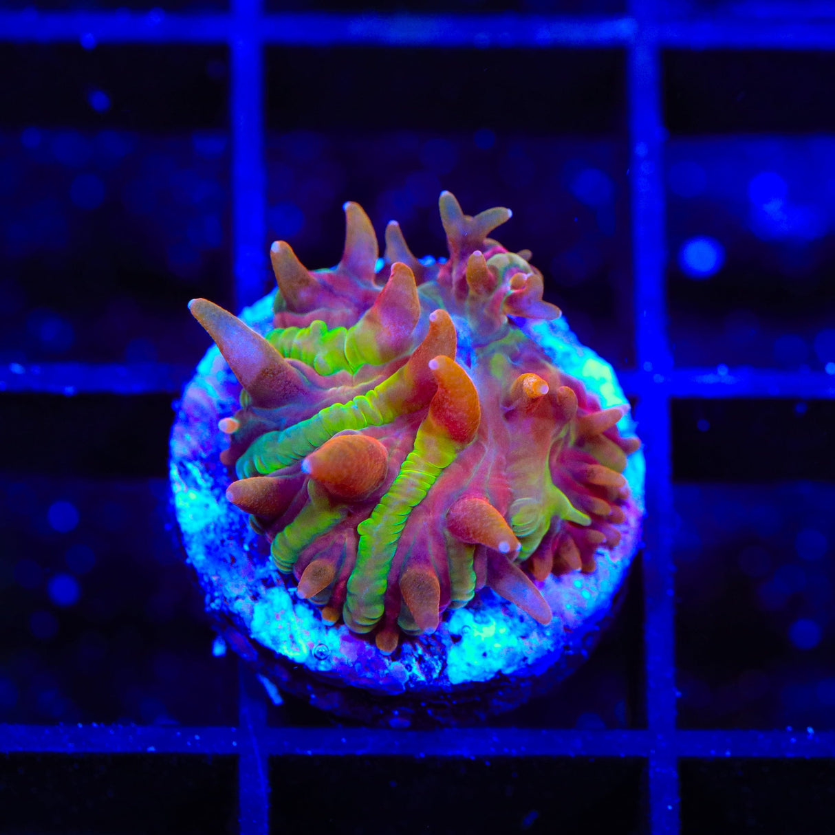 TSA Rainbow Blanka Aquacultured Plate Coral