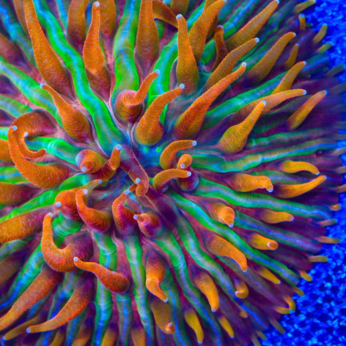 TSA Rainbow Blanka Aquacultured Plate Coral