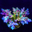 TSA Rainbow Fever Acropora Coral