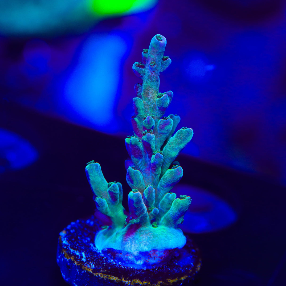 TSA Rainbow Fever Acropora Coral