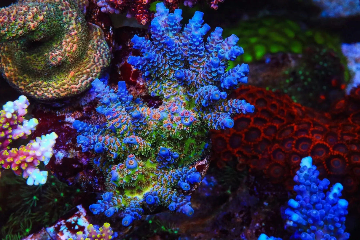 TSA Rainbow Fusion Acropora Coral