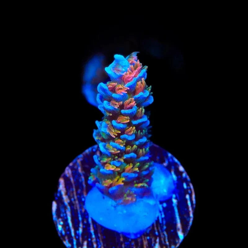 TSA Rainbow Fusion Acropora Coral – Top Shelf Aquatics