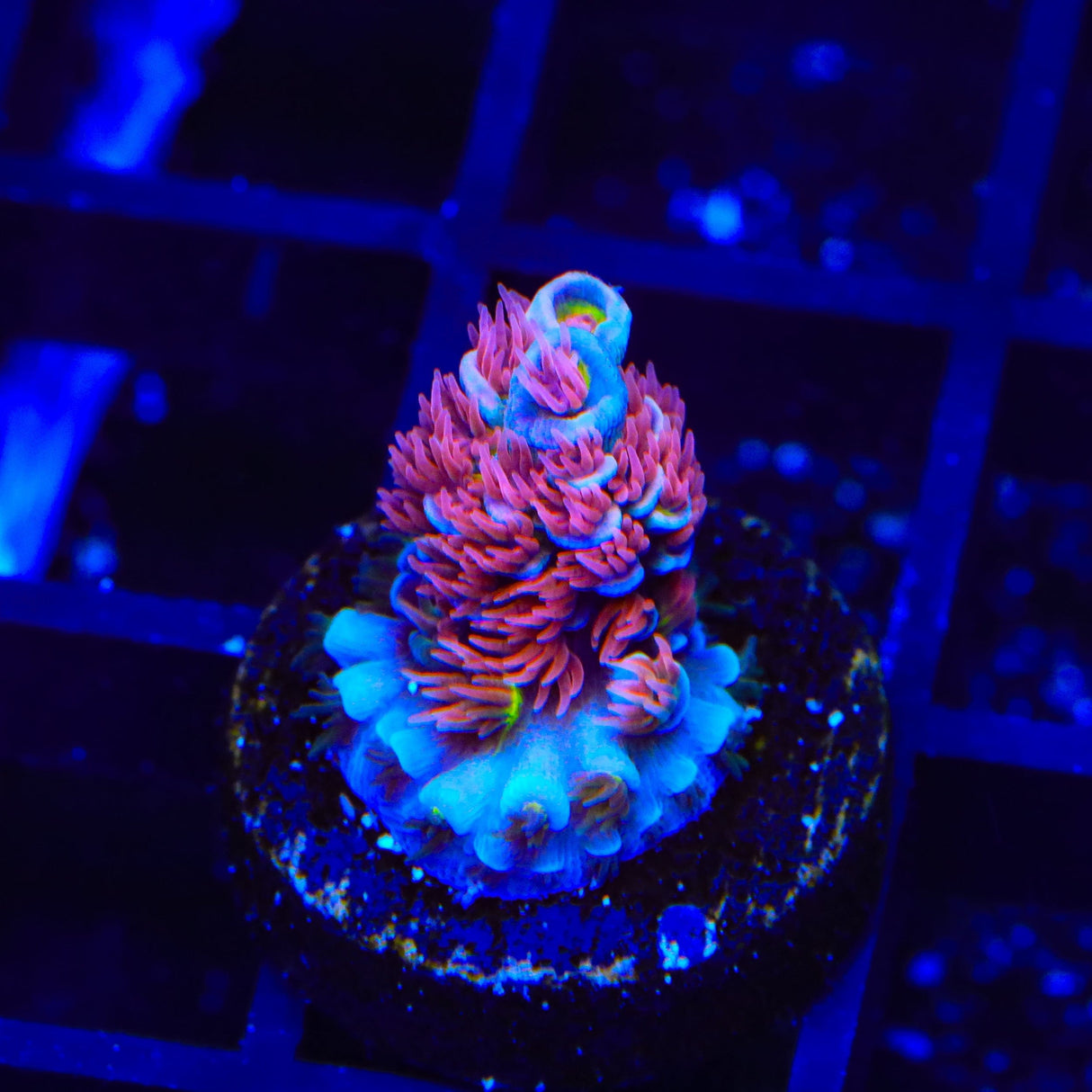 TSA Rainbow Raspberry Tenuis Acropora Coral