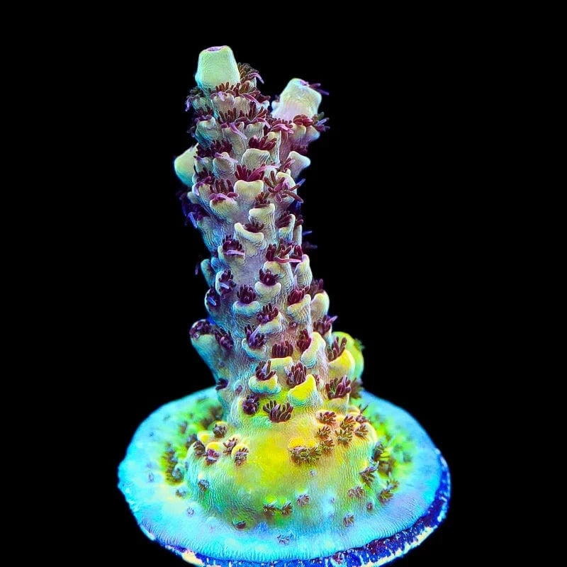 TSA Rainbow Sherbet Acropora Coral – Top Shelf Aquatics