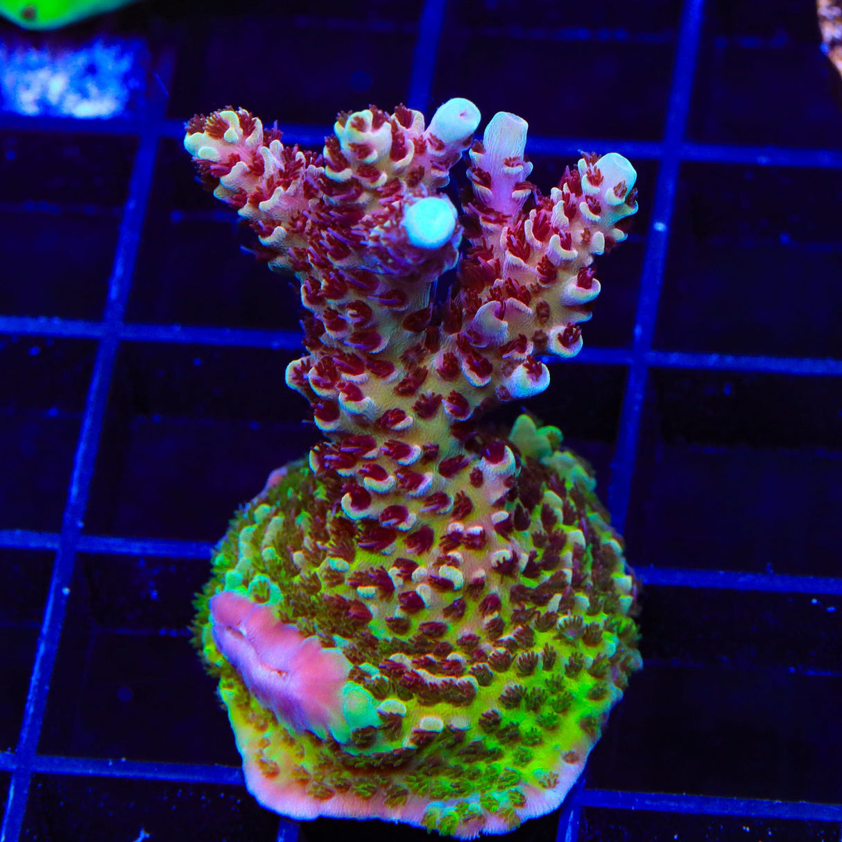 TSA Rainbow Sherbet Acropora Coral