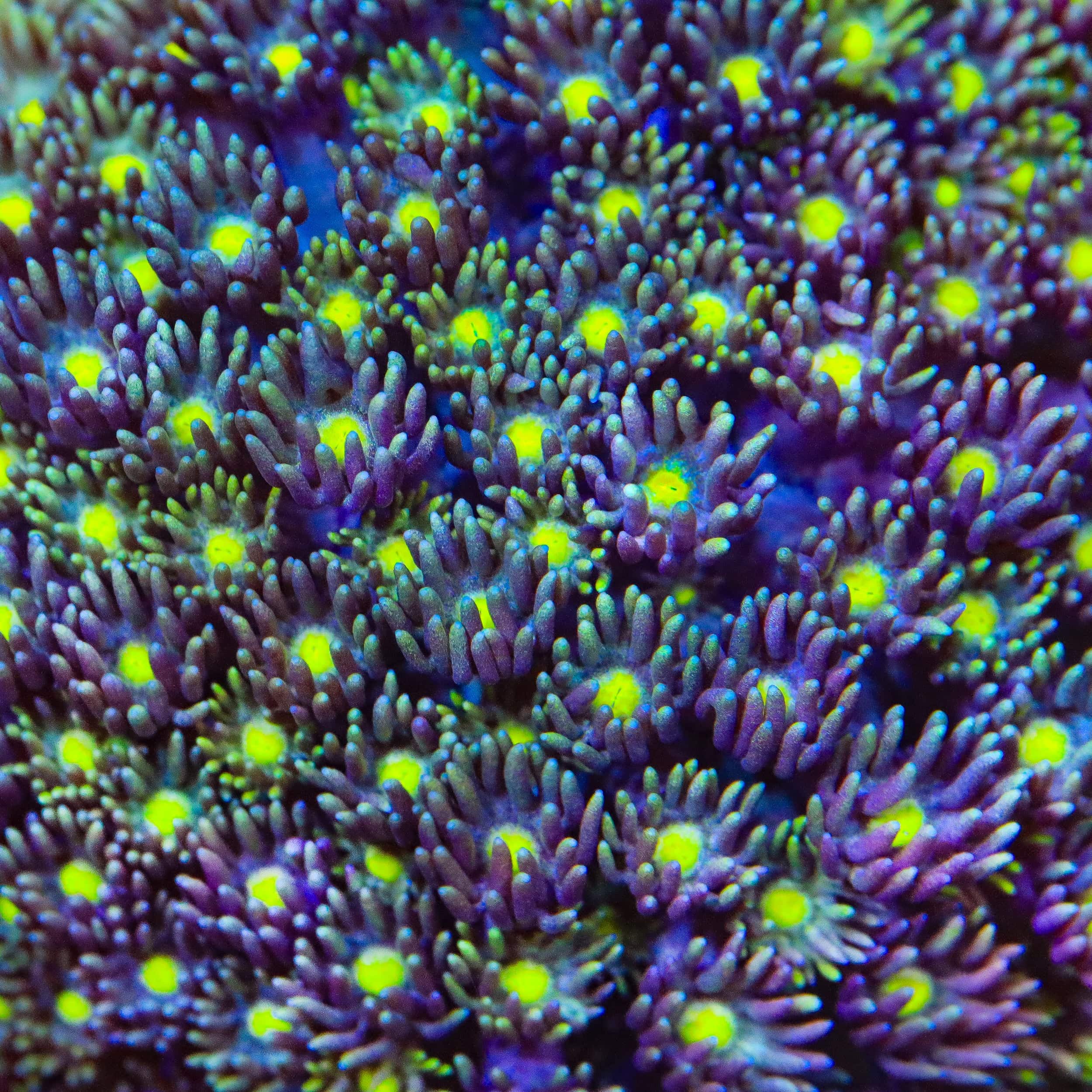 TSA Rainbow Slide Goniopora Coral – Top Shelf Aquatics