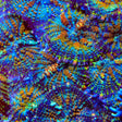 TSA Rainbow Sparkler Mushroom Coral