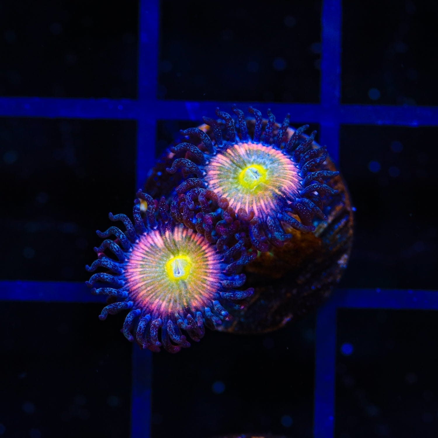 TSA Rainbow Spectrum Zoanthids Coral
