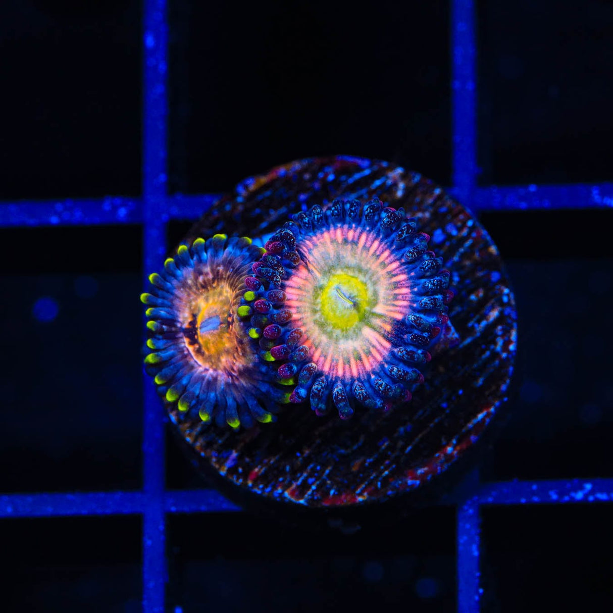 TSA Rainbow Spectrum Zoanthids Coral