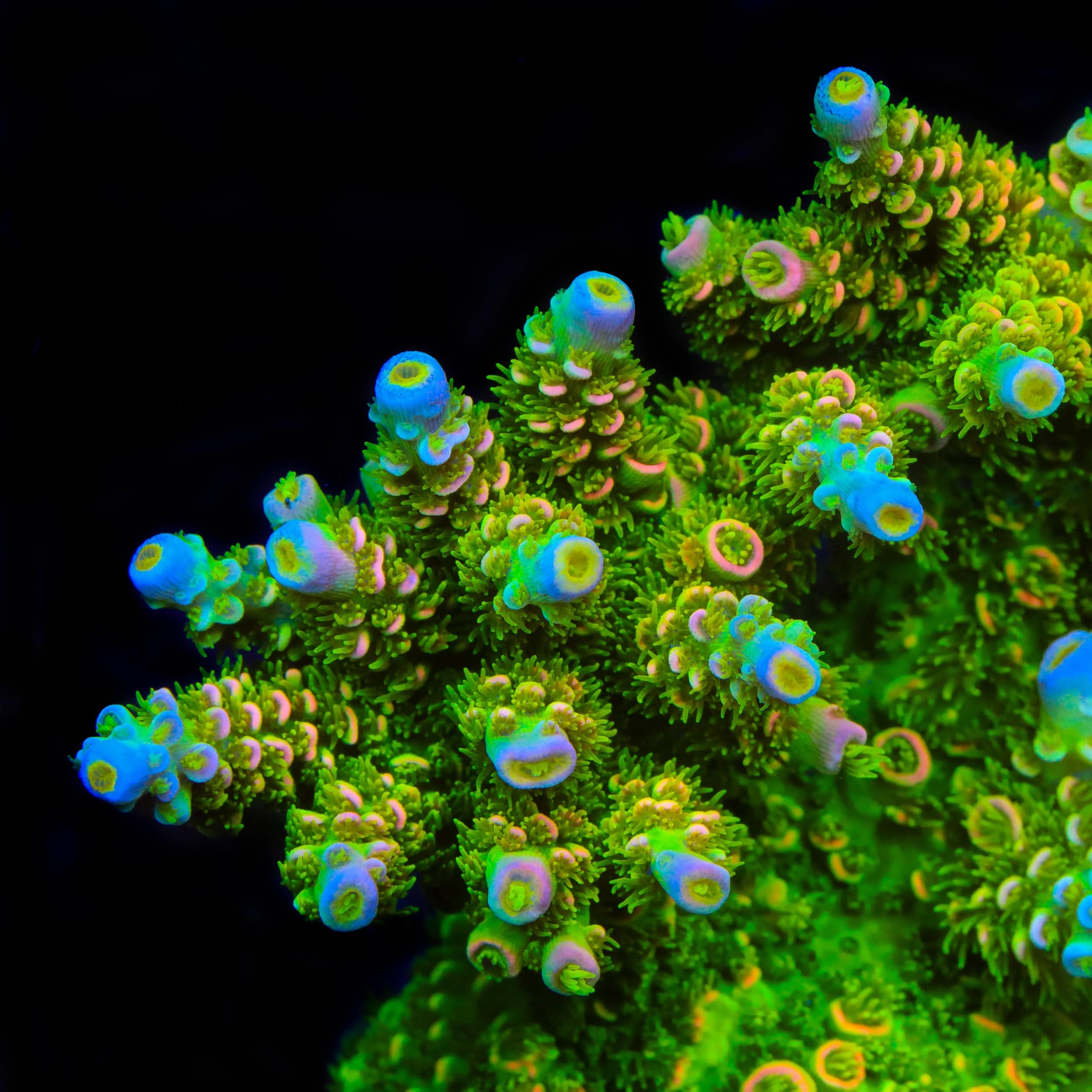 サーフロッズTKP159 TSA Rainbow Supernova Tenuis Acropora Coral – Top Shelf Aquatics