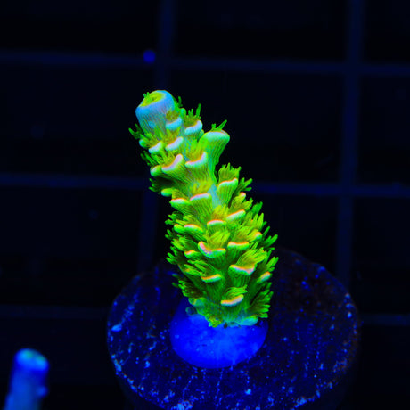 TSA Rainbow Supernova Tenuis Acropora Coral