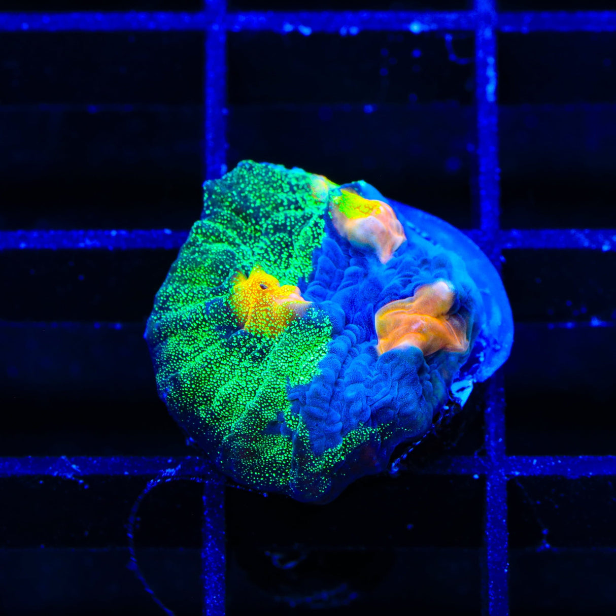 TSA Raja in Pajamas Chalice Coral