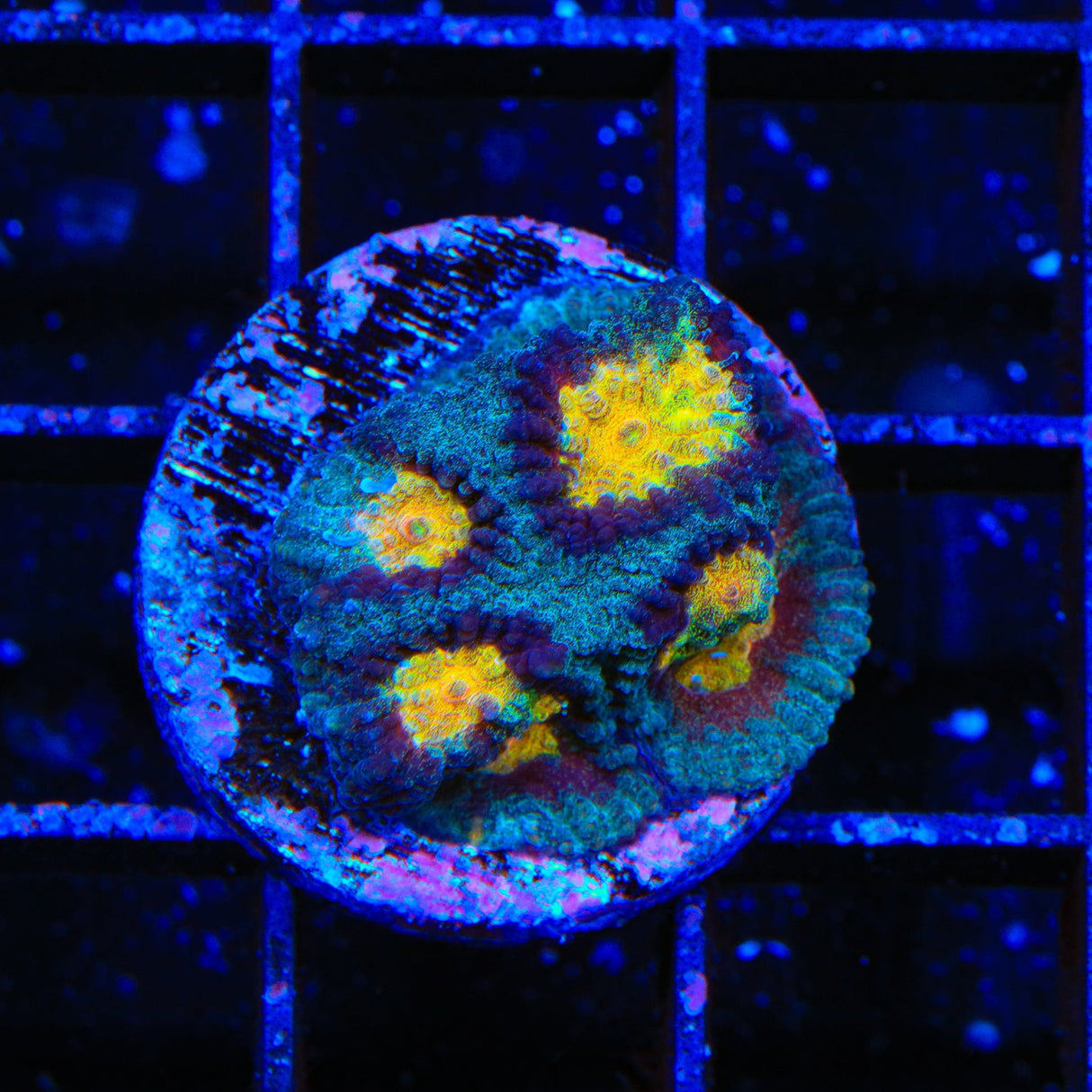 TSA Rapture Favia Coral