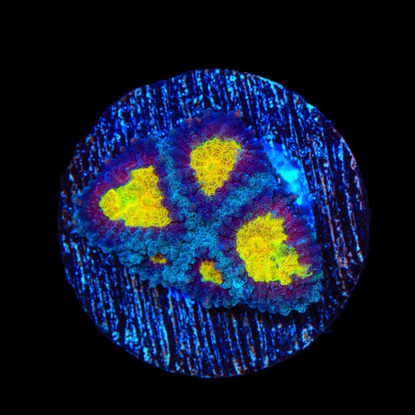 TSA Rapture Favia Coral