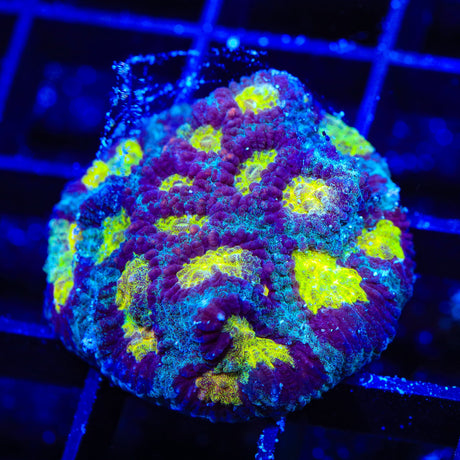 TSA Rapture Favia Coral