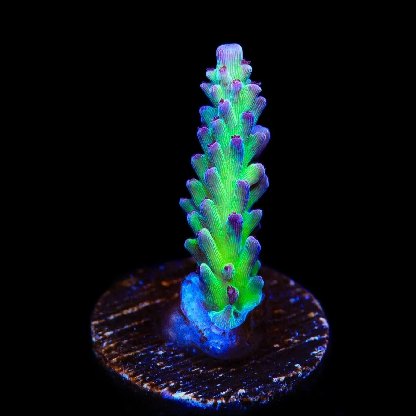 TSA Raspberry Limeade Acropora Coral – Top Shelf Aquatics