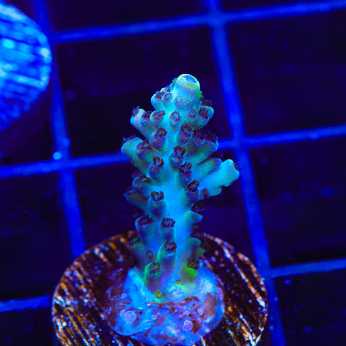 TSA Raspberry Limeade Acropora Coral