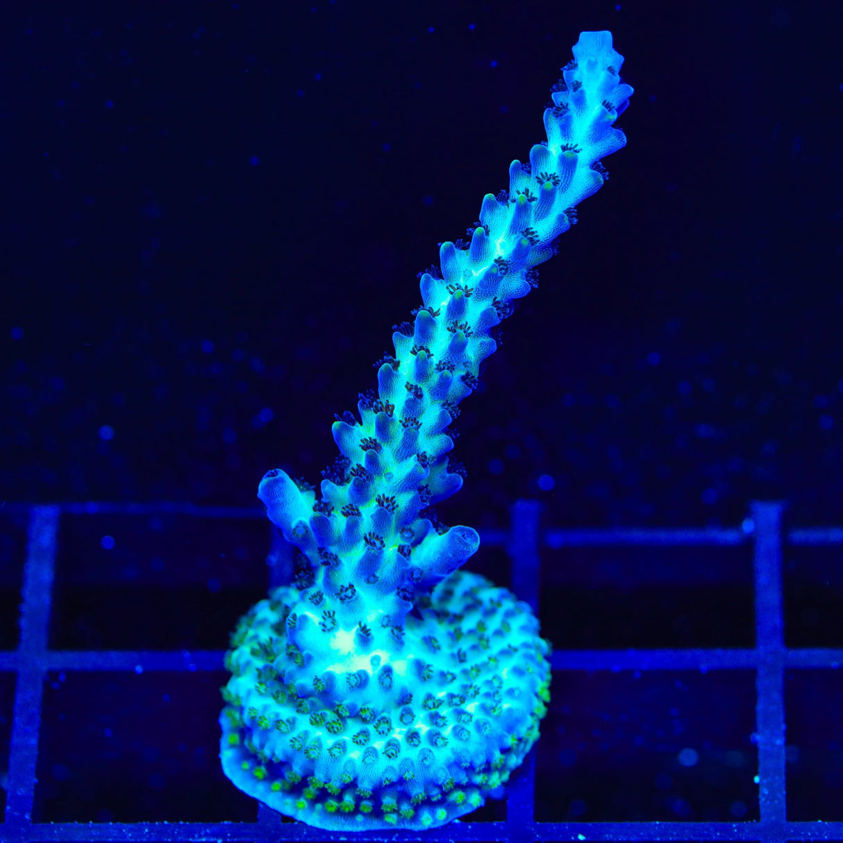 TSA Raspberry Limeade Acropora Coral
