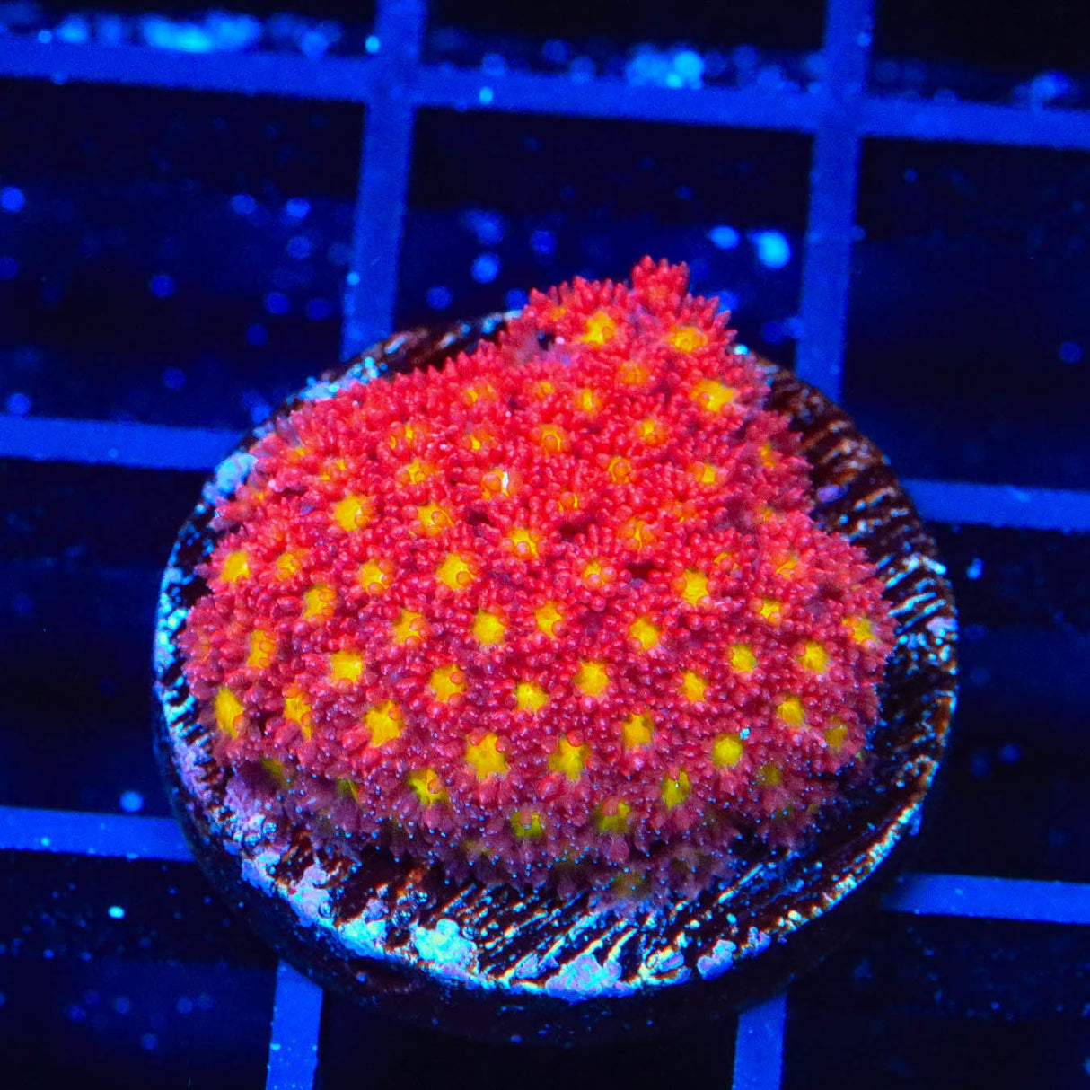 TSA Raspberry Limeade Goniopora Coral