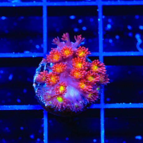 TSA Raspberry Limeade Goniopora Coral