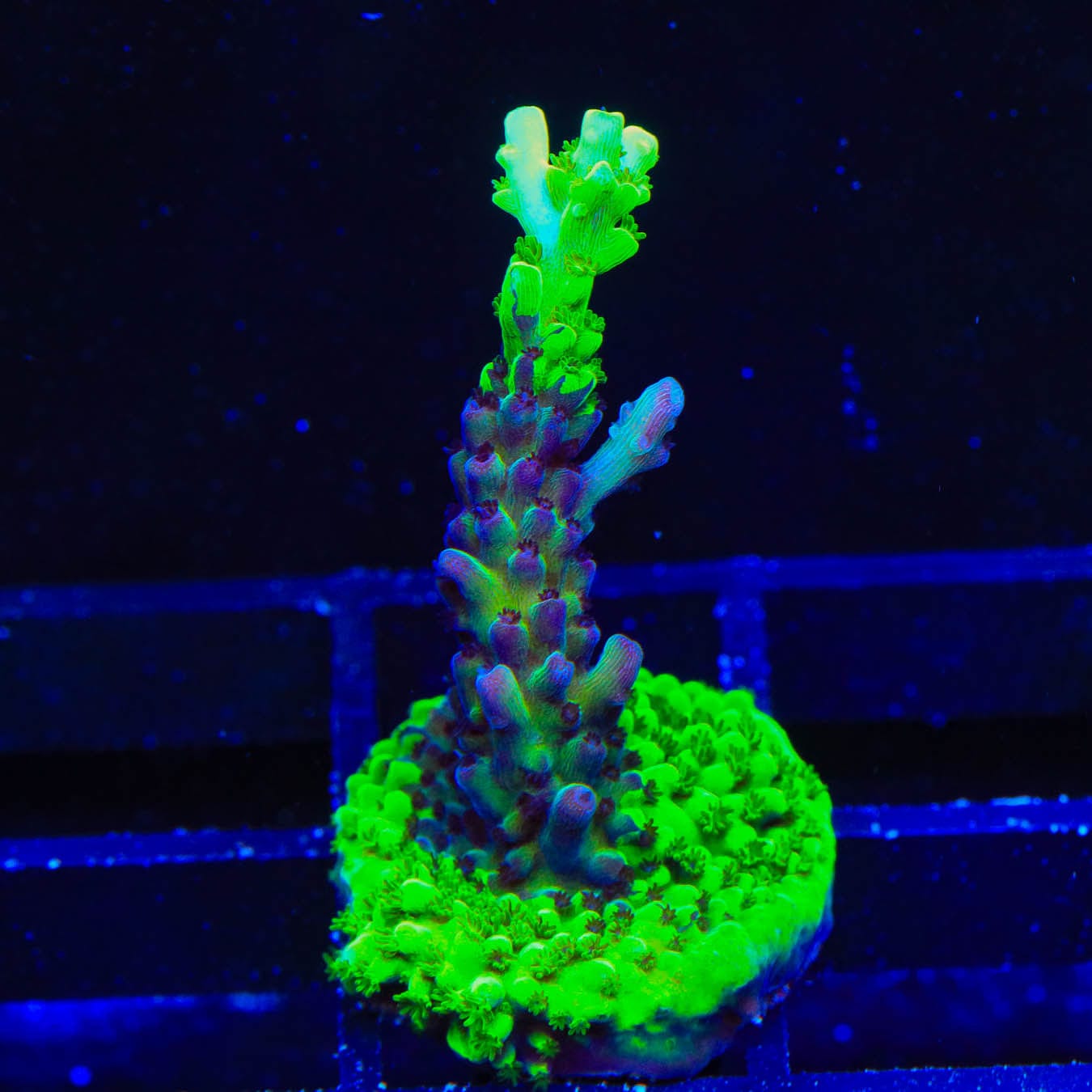 TSA Raspberry Splice Acropora Coral – Top Shelf Aquatics