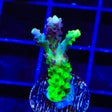 TSA Raspberry Splice Acropora Coral