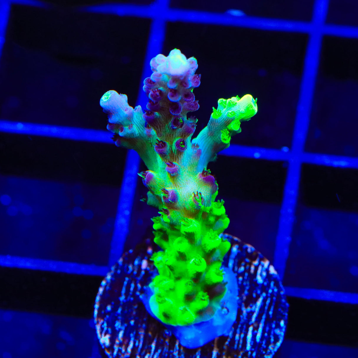 TSA Raspberry Splice Acropora Coral
