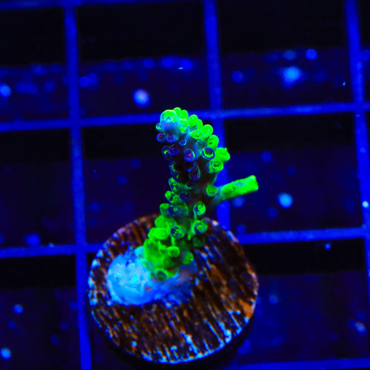 TSA Raspberry Splice Acropora Coral