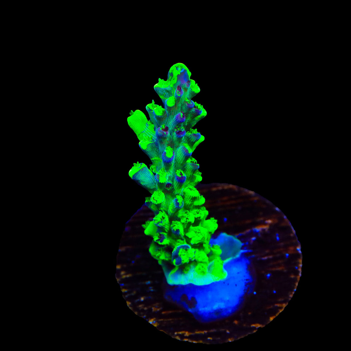 TSA Raspberry Splice Acropora Coral