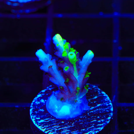 TSA Raspberry Splice Acropora Coral