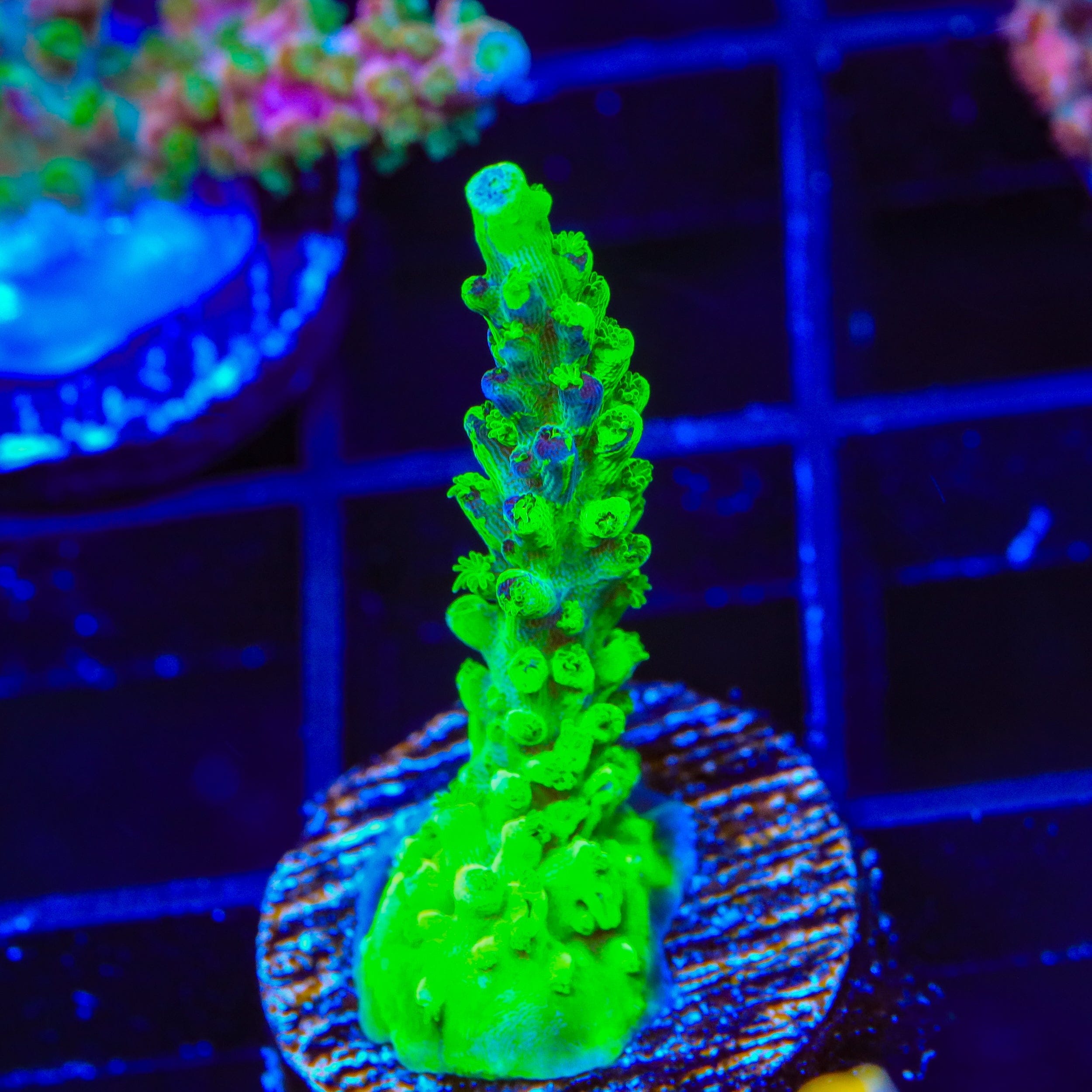 TSA Raspberry Splice Acropora Coral