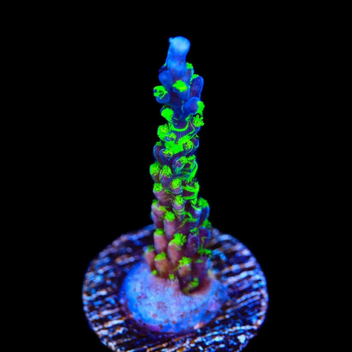 TSA Raspberry Splice Acropora Coral