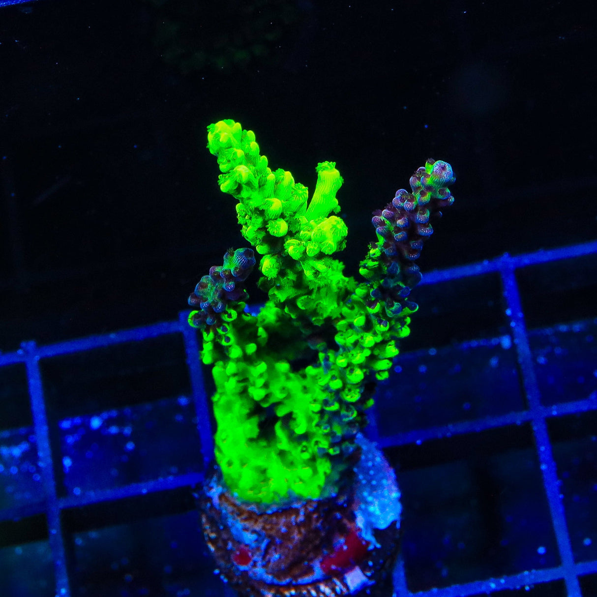 TSA Raspberry Splice Acropora XL Frag Coral