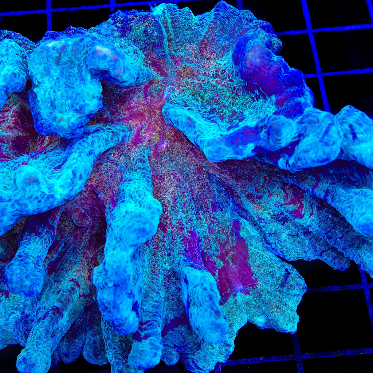 TSA Raspberry Swirl Pectinia Coral