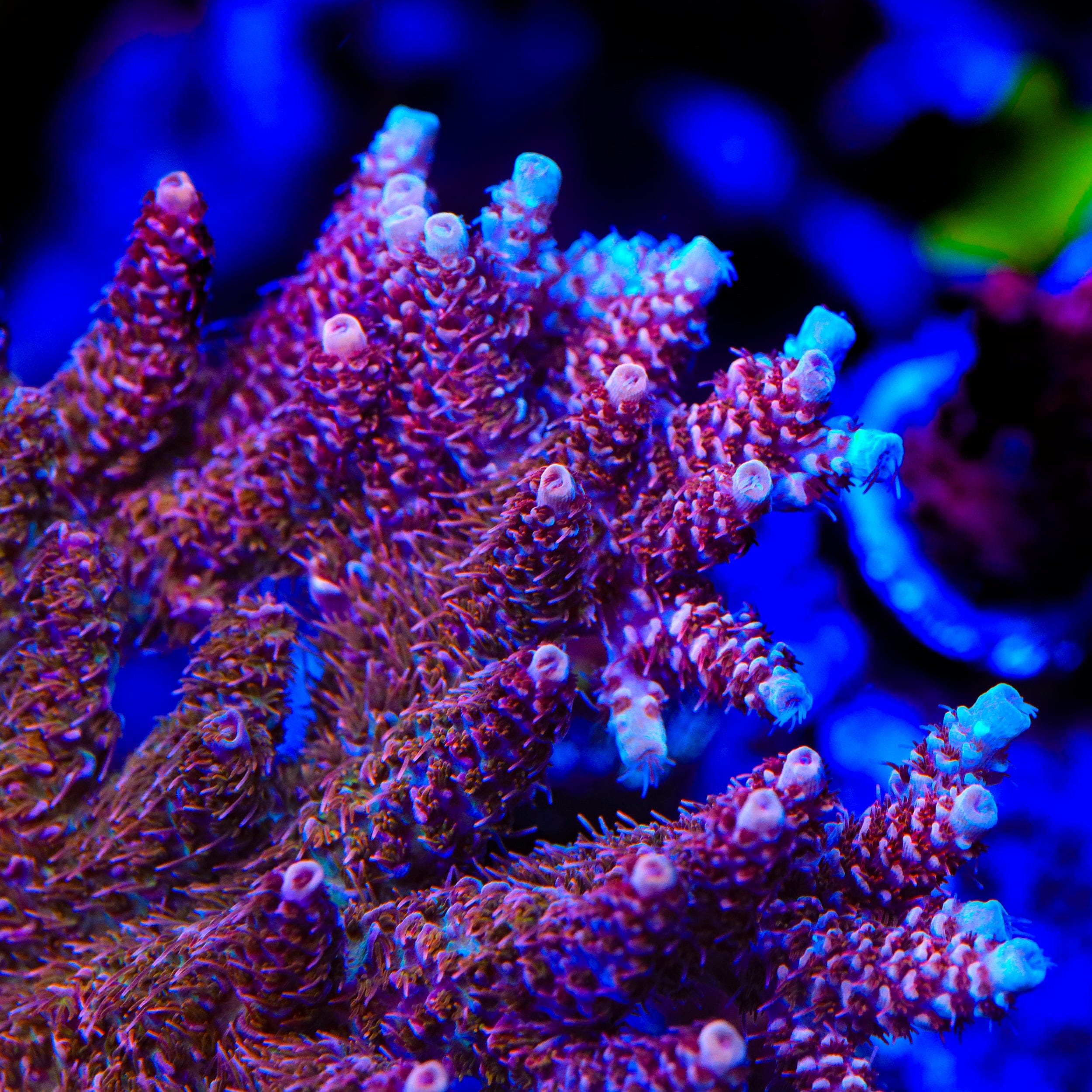 TSA Razzamatazz Acropora Coral – Top Shelf Aquatics