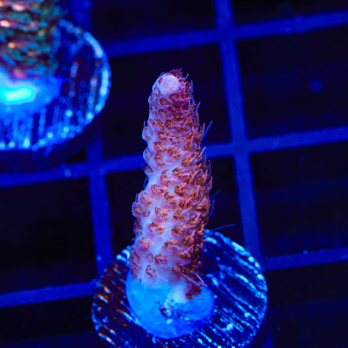 TSA Razzamatazz Acropora Coral