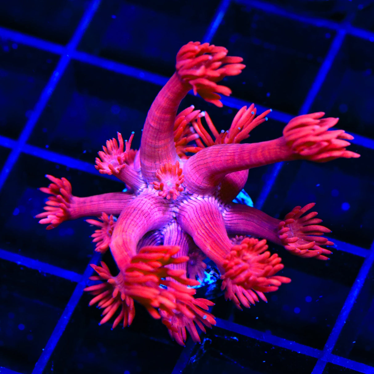 TSA Red on Red Goniopora Coral