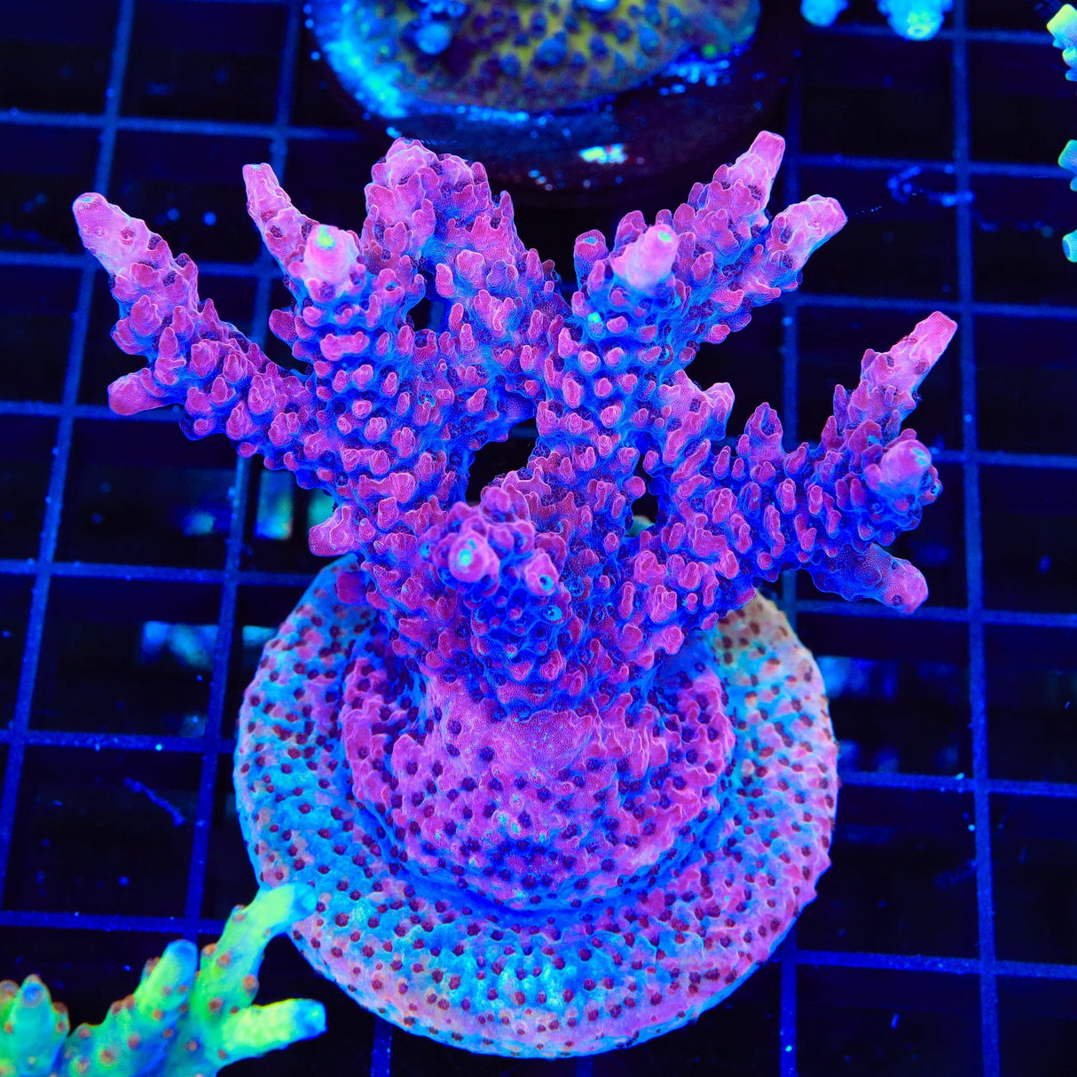 TSA Red Robin Acropora Colony Coral