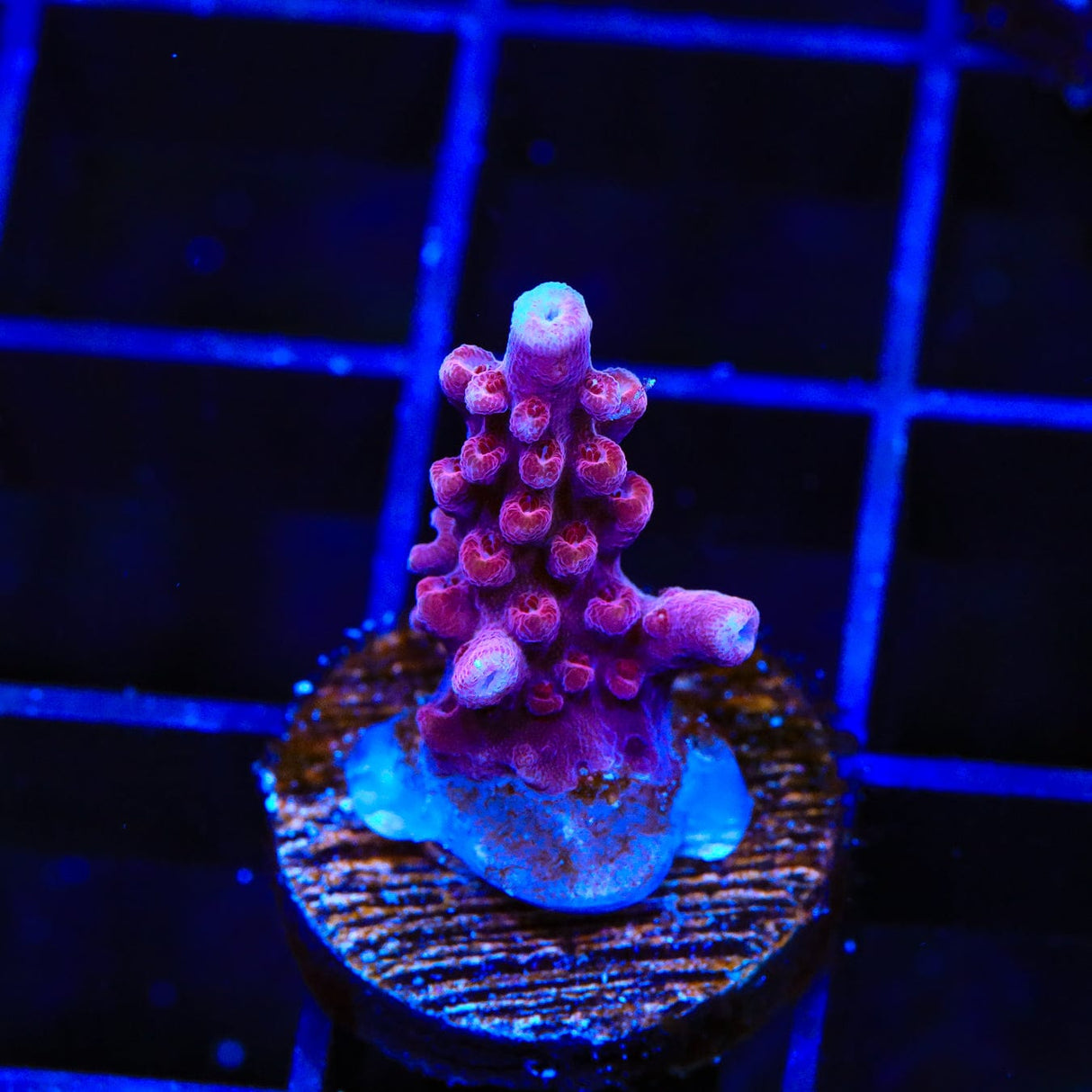 TSA Red Robin Acropora Coral